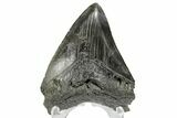 Serrated, Fossil Megalodon Tooth - South Carolina #170463-1